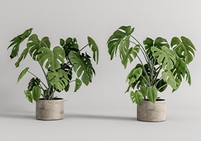 盆栽植物22052202-SketchUp草图大师模型_Enscape材质