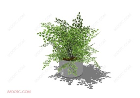 植物000250-SketchUp草图大师模型