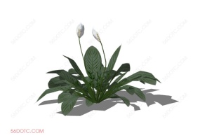 植物000255-SketchUp草图大师模型