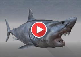 SketchUp建模系列教程 | 鲨鱼