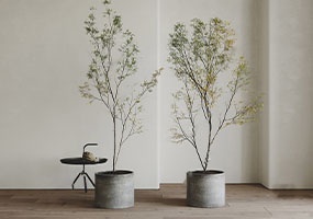 盆栽植物22052201-SketchUp草图大师模型_Enscape材质