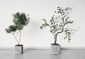 盆栽植物22052204-SketchUp草图大师模型_Enscape材质