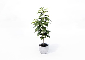盆栽植物-070825-SketchUp草图大师模型